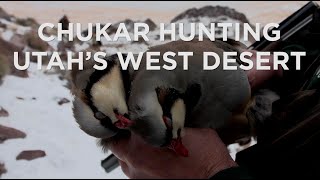 Chukars vs Upland Game Hunters in Utahs West Desert Mountains [upl. by Grubman]