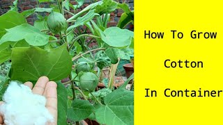 How To Grow Cotton In ContainerCotton From Seedsकपास बीज से कैसे उगाएं [upl. by Guyon360]