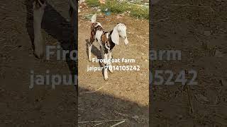 Top quality gujri kits for sel firoz goat farm jaipur [upl. by Simaj]