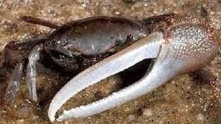 HOW TO BAIT A FIDDLER CRAB FOR BLACKFISH [upl. by Amann627]