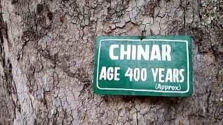 400 Years Old Chinar Trees Maple in Shalimar Garden Srinagar  Must View [upl. by Mighell]