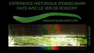 Ver de Roscoff  Expérience historique dEngelmann SVT Hervé Kempf lycée de lElorn [upl. by Magner]