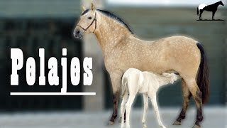 🐴 Buckskin Bayos Cabos Negros O Isabelos Pelajes Especiales 🐴 Del Cerro Soy [upl. by Ilime]