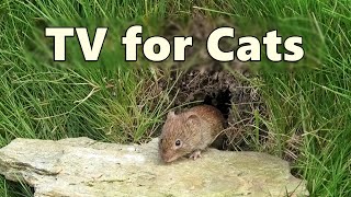 Cat TV Mouse Hole  Mice for Cats to Watch  8 HOURS 🐭 Videos for Cats to Watch Mice [upl. by Nythsa]