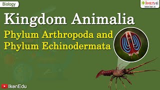 Kingdom Animalia Phylum Arthropoda and Phylum Echinodermata  iKen  iKen App  iKen Edu [upl. by Kiri334]