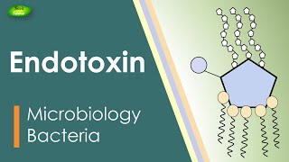 Lipopolysaccharides  LPS  Endotoxin  Bacterial toxin  Inflammation  Basic Science Series [upl. by Annaihs]