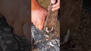 Horse hoof cutting horse hoof satisfying farrier farrierlife oddlysatisfying equestrian foal [upl. by Atalante288]