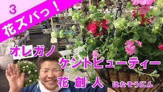 オレガノケントビューティー【花ズバっ！】季節の花と寄せ植えの使い方紹介３／花創人ガーデニング教室 [upl. by Ayar]