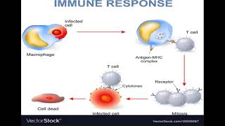 4 Immunology Humoral and cellmediated Immunity شرح بالعربي [upl. by Titos]