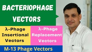 What are bacteriophage vectors  Lambda insertional and replacement vectors  M13 phage vectors [upl. by Pangaro507]