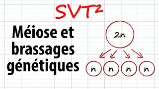 Méiose et brassages génétiques SVT²révisions BAC [upl. by Nesline]