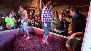 Fiesta del Pisado de la Uva Bodegas Lecea  Vídeo Reportaje [upl. by Mcevoy]