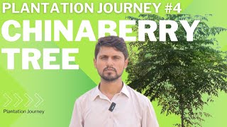 plantation journey 4  plantation of chinaberry tree  dharaik  دھریک کی شجر کاری [upl. by Ayek348]