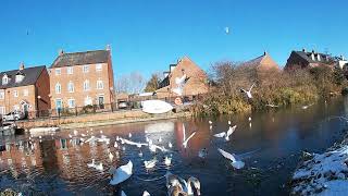 Stroudwater canal  Stonehouse swans and gulls [upl. by Charleen]