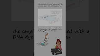 Genotyping alleles with length differences by Polymerase chain reaction and electrophoresis [upl. by Iggy48]