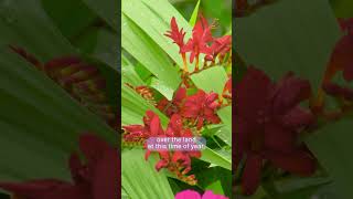 Gardeners World 2023 episode 19 [upl. by Nwhas]