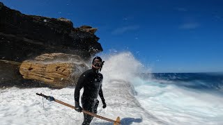 Sydney Spearfishing with Justin Ewan and Josh Ku Dec 22 [upl. by Eltrym907]