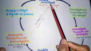 Leishmania donovani kala azarleishmaniasis life cycleclinical featurelab diagnosis of kala azar [upl. by Aimak]