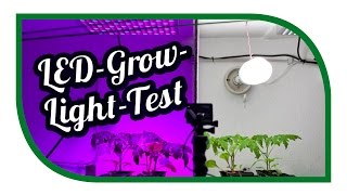 LED Grow Light Test ☀️ Aussaat Jungpflanzenanzucht Zeitraffer ☀️ Pflanzenlicht ☀️ Pflanzenlampen [upl. by Aihsined]