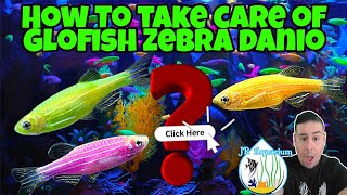 Glofish Zebra Danio All you need to know before you buy care guide tips amp info Ep 2 Glo Zebra [upl. by Toogood]