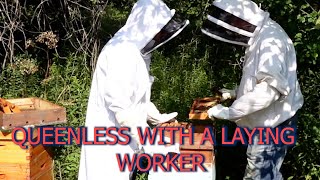 LAYING WORKER honeybee hiveQueenless [upl. by Enimasaj]