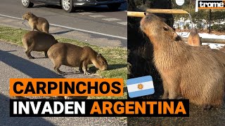 Roedores gigantes invaden lujoso barrio en Buenos Aires [upl. by Weaks]