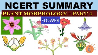 Plant Morphology  NCERT 4  Flower  Types of Flower  Dr Ghanshyam Jangid [upl. by Anerbes]