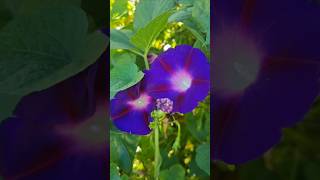 둥근잎나팔꽃 Ipomoea purpurea flowers [upl. by Dickman]