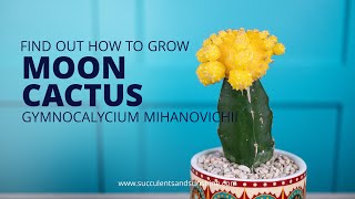 Learn how to properly care for Gymnocalycium mihanovichii quotMoon Cactusquot [upl. by Eladnor955]