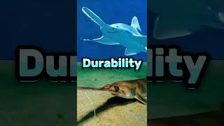 Largetooth Sawfish vs Longnose Sawshark largetoothsawfish longnosesawshark [upl. by Robbie]