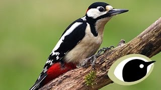 BTO Bird ID  Great amp Lesser Spotted Woodpeckers [upl. by Etana192]