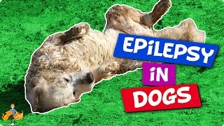 Epilepsy In Dogs 9 facts you NEED to know [upl. by Alvord94]