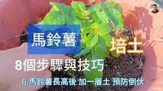 馬鈴薯種植8個步驟與技巧 How to grow potato [upl. by Kynan]