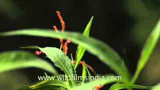 Denseflower Knotweed Persicaria glabra in Kaas Plateau [upl. by Cherry]