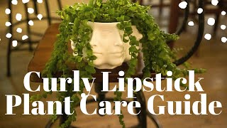 Curly Lipstick Plant Aeschynanthus radicans Care Guide For Beginners [upl. by Inattirb]