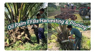 Oil Palm FFBs Harvesting amp Pruning  Cleaning Oil Palm [upl. by Humble]