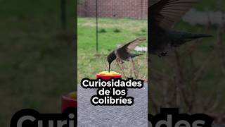 Curiosidades de los Colibríes [upl. by Annaili354]