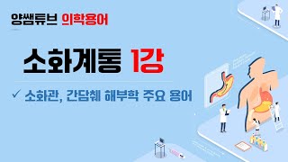 의학용어소화계통 1교시해부용어 [upl. by Eseryt]