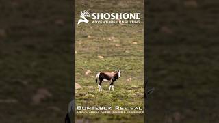 Bontebok Revival  A South African Tale of Hunting amp Conservation [upl. by Airym]