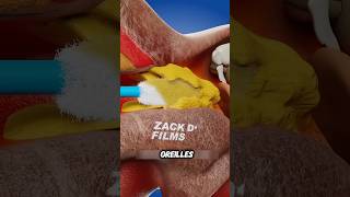 Voici comment nettoyer vos oreilles en toute sécurité 👂 animation Zack D Films [upl. by Stafford]