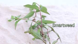 Bence Carter Video 3 Managing Smartweed and Alligatorweed [upl. by Niobe628]