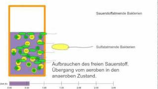 Wie entsteht Geruch Schwefelwasserstoff im Kanal [upl. by Ettennej]