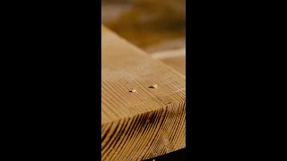 Master Revealed a Great Carpentry Hack That Everyone Should Know Woodworking Tips [upl. by Bartosch617]