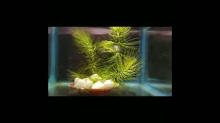 CeratophyllumHornwort aquatic plant for planted aquarium 🪴 [upl. by Ellene]