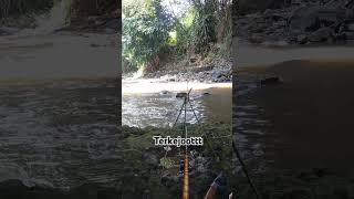 Mancing wader waderbabon mancing [upl. by Hijoung]