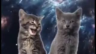 LA CANCION DE LOS GATOS [upl. by Blankenship427]