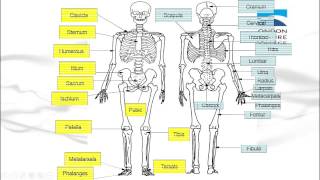 Learn the bones of the human body with the Bones Song [upl. by Fidole978]