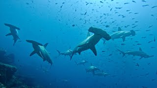 Diving in Galapagos  September 2023 [upl. by Navnod650]