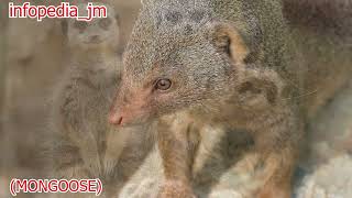 INDIAN BROWN MONGOOSE  BLACK MONGOOSE  BANDED MONGOOSE  NEWLA  NEULA  MARTIN  infopediajm [upl. by Ladiv]