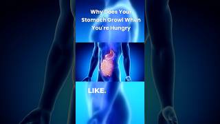 Why Does Stomach Growl When Youre Hungry shorts facts viral trending stomach nutritionfacts [upl. by Galitea987]